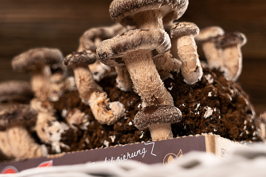 Schritt 4: Überall heds Pilzli dra